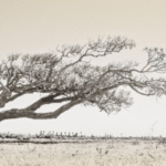 Frank Black wins Silver Gilt for RHS Photo Portfolio 