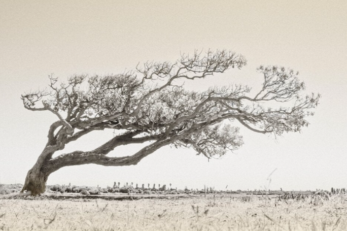 Read more about the article Frank Black wins Silver Gilt for RHS Photo Portfolio 